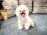 Gülen Surat Pomeranian Boo Yavrularımız
