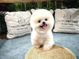 Gülen Surat Pomeranian Boo Yavrularımız