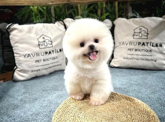 Gülen Surat Pomeranian Boo Yavrularımız görsel