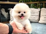 Gülen Surat Pomeranian Boo Yavrularımız