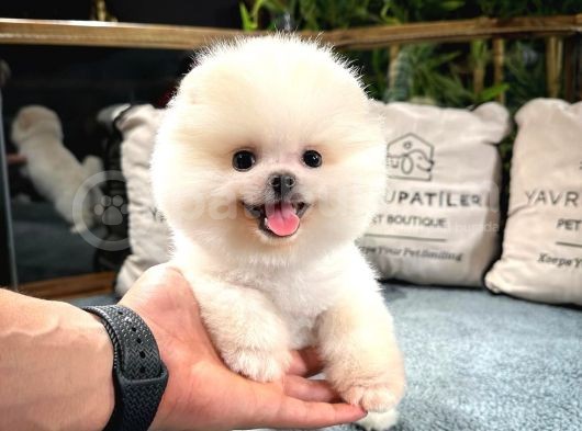 Gülen Surat Pomeranian Boo Yavrularımız görsel