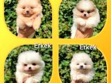 Teddy Bear Pomerian Boo