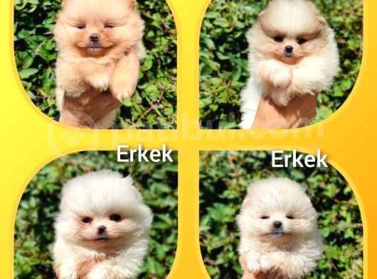 Teddy Bear Pomerian Boo görsel