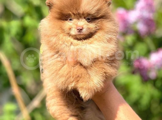 Ayı Suratlı Pomeranian Boo Yavrular Şehird Gönderilir görsel