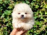 Teddy Bear Pomerian Boo