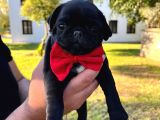 Gül kuyruk orijinal pug mobs yavrular şehird Gönd