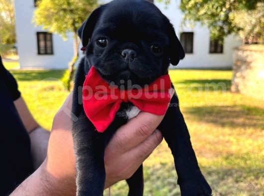 Gül Kuyruk Orijinal Pug Mobs Yavrular Şehird Gönd