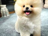 MUHTEŞEM GÜZELLİKTE AYI SURAT POMERANİAN BOO YAVRULARIMIZ