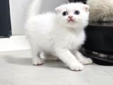 Bu Kalitede Başka Yerde Yok   Scottish Fold British Yvrlr