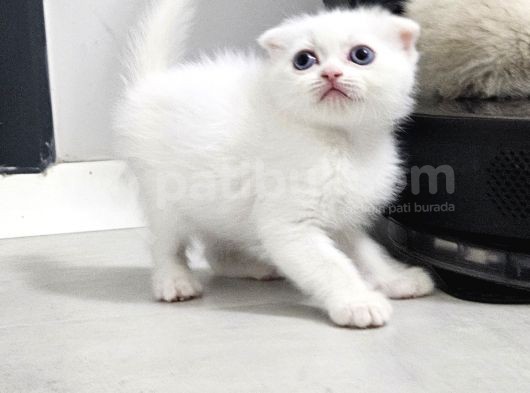 Bu Kalitede Başka Yerde Yok   Scottish Fold British Yvrlr görsel