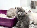 Bu Kadar Güzeli Daha Uygun Yok  Scottish Fold British Yvrlr