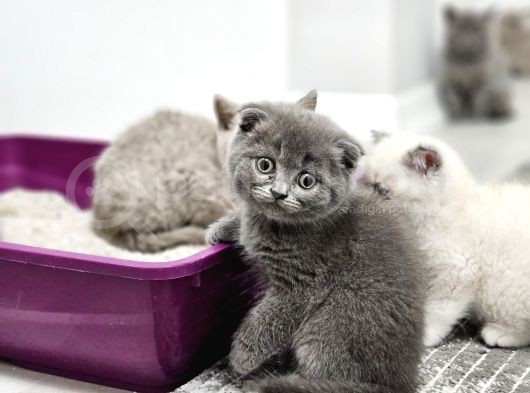 Bu Kadar Güzeli Daha Uygun Yok  Scottish Fold British Yvrlr görsel