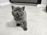 Bu Kadar Güzeli Daha Uygun Yok  Scottish Fold British Yvrlr