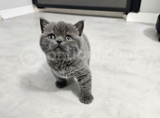 Bu Kadar Güzeli Daha Uygun Yok  Scottish Fold British Yvrlr görsel
