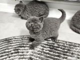 Bu Kadar Güzeli Daha Uygun Yok  Scottish Fold British Yvrlr