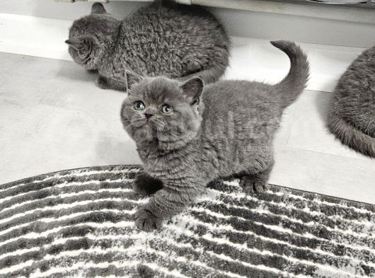Bu Kadar Güzeli Daha Uygun Yok  Scottish Fold British Yvrlr görsel