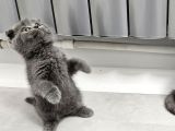 Bu Kalitede Başka Yerde Yok   Scottish Fold British Yvrlr