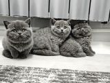 Bu kadar güzeli daha uygun yok  scottish fold british yvrlr