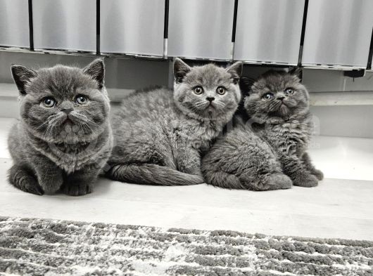 Bu Kadar Güzeli Daha Uygun Yok  Scottish Fold British Yvrlr