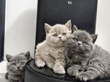 Bu Kadar Güzeli Daha Uygun Yok  Scottish Fold British Yvrlr