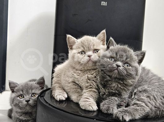 Bu Kadar Güzeli Daha Uygun Yok  Scottish Fold British Yvrlr görsel