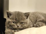 Bu Kadar Güzeli Daha Uygun Yok  Scottish Fold British Yvrlr