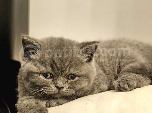 Bu Kadar Güzeli Daha Uygun Yok  Scottish Fold British Yvrlr görsel