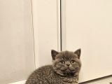 Bu Kadar Güzeli Daha Uygun Yok  Scottish Fold British Yvrlr