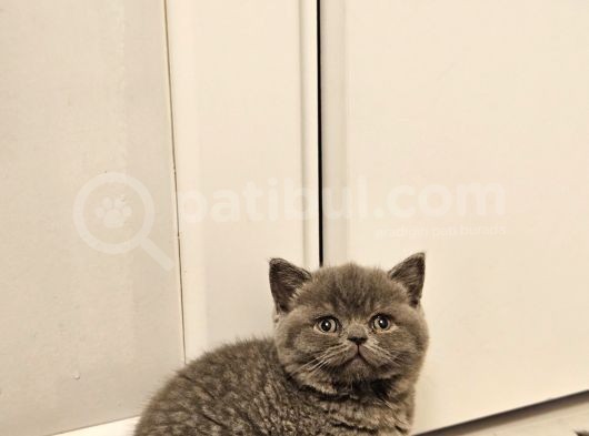 Bu Kadar Güzeli Daha Uygun Yok  Scottish Fold British Yvrlr görsel
