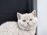 Bu Kadar Güzeli Daha Uygun Yok  Scottish Fold British Yvrlr