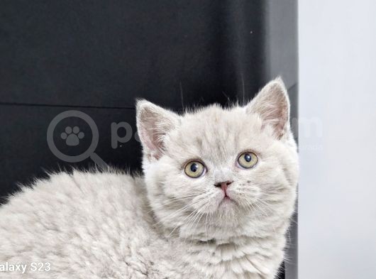 Bu Kadar Güzeli Daha Uygun Yok  Scottish Fold British Yvrlr görsel