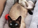 Si̇yam Kedi̇si̇ Yavrularimiz