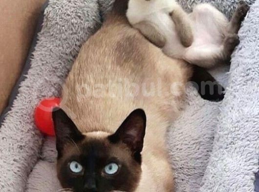 Si̇yam Kedi̇si̇ Yavrularimiz görsel