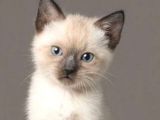 Si̇yam Kedi̇si̇ Yavrularimiz