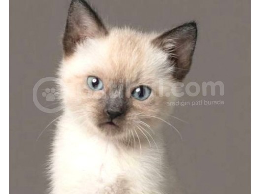 Si̇yam Kedi̇si̇ Yavrularimiz görsel