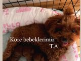 KorePoodle kızımın yavruları rezerveye açıldı