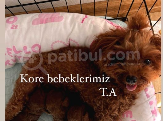 Korepoodle Kızımın Yavruları Rezerveye Açıldı