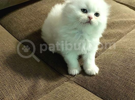 Anne Baba Safkan Oyuncu Bebekler