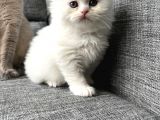 Anne Baba Safkan Oyuncu Bebekler
