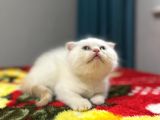 Anne Baba Safkan Oyuncu Bebekler