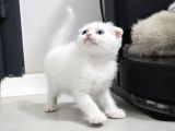 Bu Kadar Güzeli Daha Uygun Yok  Scottish Fold British Yvrlr