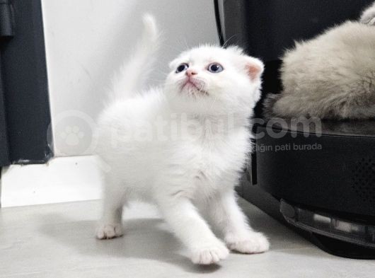 Bu Kadar Güzeli Daha Uygun Yok  Scottish Fold British Yvrlr görsel