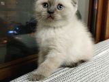 Bu Kadar Güzeli Daha Uygun Yok  Scottish Fold British Yvrlr
