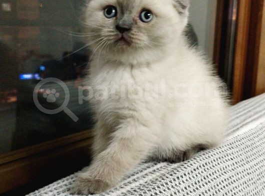 Bu Kadar Güzeli Daha Uygun Yok  Scottish Fold British Yvrlr görsel