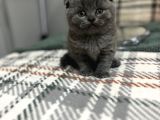 Anne Baba Safkan Oyuncu Bebekler