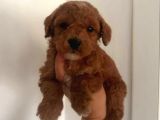 Tooy poodle  mini puppy boy