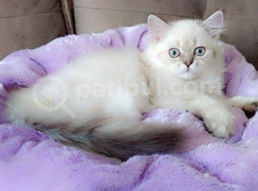 British Longhair Secereli Babanın Yavruları