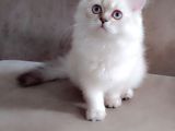 British Longhair Secereli Babanın Yavruları