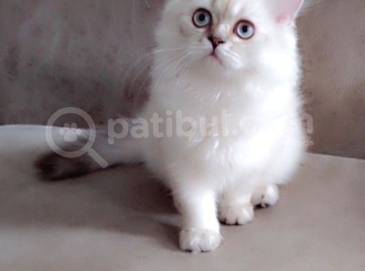 British Longhair Secereli Babanın Yavruları görsel