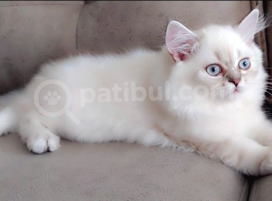 British Longhair Secereli Babanın Yavruları görsel